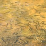 Multan a ciudadano por robar pececitos