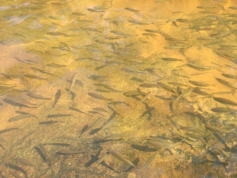 Multan a ciudadano por robar pececitos