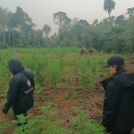 Fiscalía busca a cultivadores de marihuana