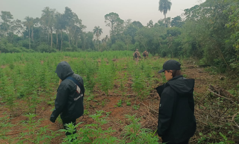 Fiscalía busca a cultivadores de marihuana