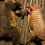 Procesan a jóvenes por caza irregular