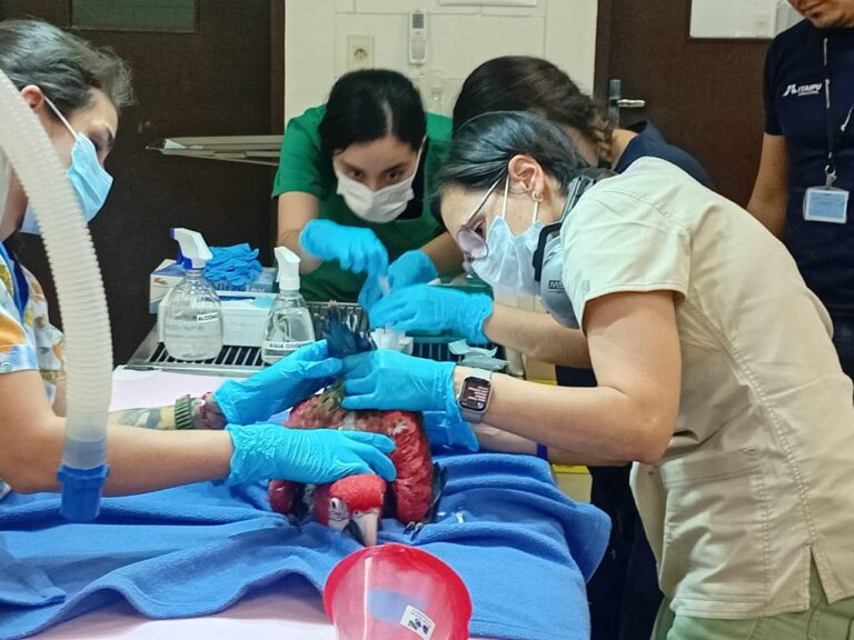 Imputan a un hombre por tráfico de guacamayos